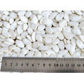 High Quality Dried Snow White Pumpkin Seeds for Sale in Competitive Price
